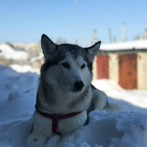 Дарья Бараева
